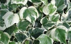 Variegated Algerian Ivy (Hedera Algeriensis 'Gloire De Marengo') - 5 Pack Of Pint Pots -Plant Lover House Shop 3554 ravensholst ivy