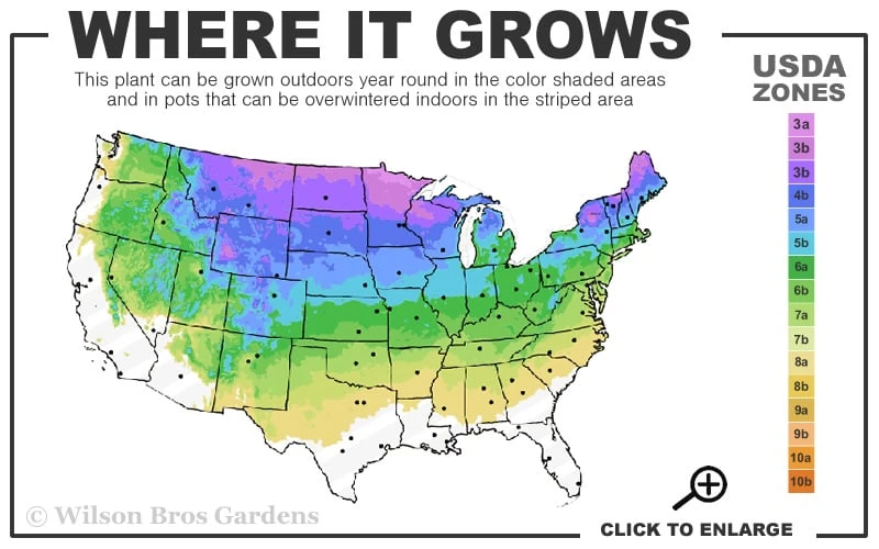 Dwarf Alberta Spruce - 1 Gallon Pot 5 Dwarf Alberta Spruce - 1 Gallon Pot - Image 3