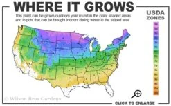 Degroots Spire Arborvitae - 1 Gallon Pot -Plant Lover House Shop 3a 8b 4