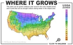 Blue Rug Juniper - 3 Gallon Pot -Plant Lover House Shop 3a 9b 39