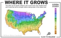 Iowa Juniper - 3 Gallon Pot -Plant Lover House Shop 3b 9b 5