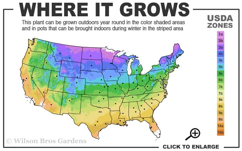 Spartan Juniper - 1 Gallon Pot 5 Spartan Juniper - 1 Gallon Pot - Image 3