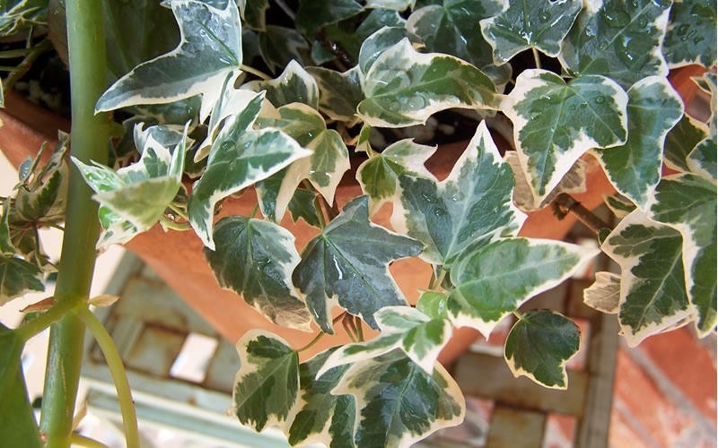 Plant Lover House Shop -Plant Lover House Shop 4171 Anne Marie Ivy