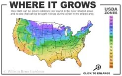 Coral Drift Groundcover Rose - 1 Gallon Pot -Plant Lover House Shop 4a 11 3