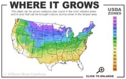 White Flowering Pussy Willow - Salix Caprea - 2 Gallon Pot -Plant Lover House Shop 4a 8b 23