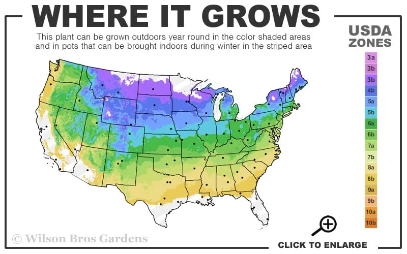 Yoshino Flowering Cherry Tree - 3 Gallon Pot 5 Yoshino Flowering Cherry Tree - 3 Gallon Pot - Image 3
