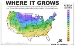 Silver Carpet Lambs Ears (Stachys) - 6 Pack Of Pint Pots -Plant Lover House Shop 4a 8b thumbnail