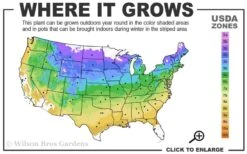 Gold Lace Juniper - 1 Gallon Pot -Plant Lover House Shop 4a 9a 2