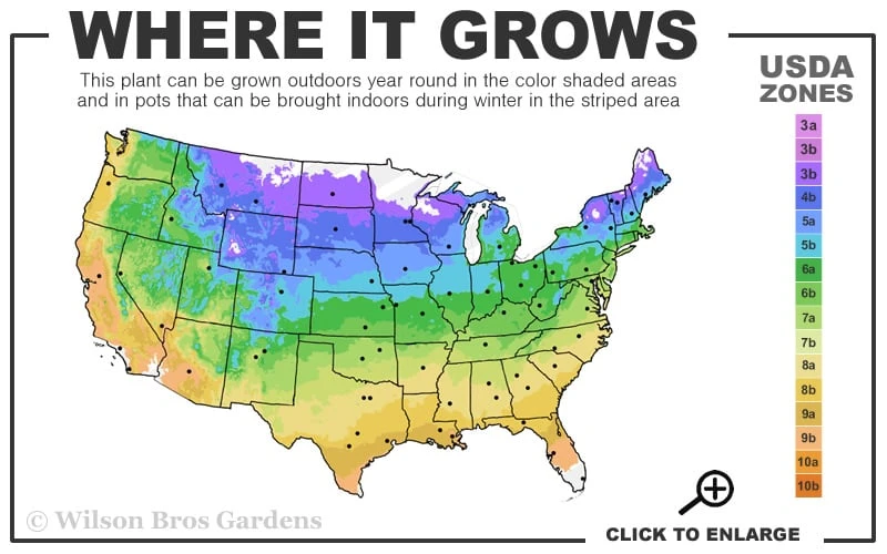 Eastern Redbud - 3 Gallon Pot 5 Eastern Redbud - 3 Gallon Pot - Image 3