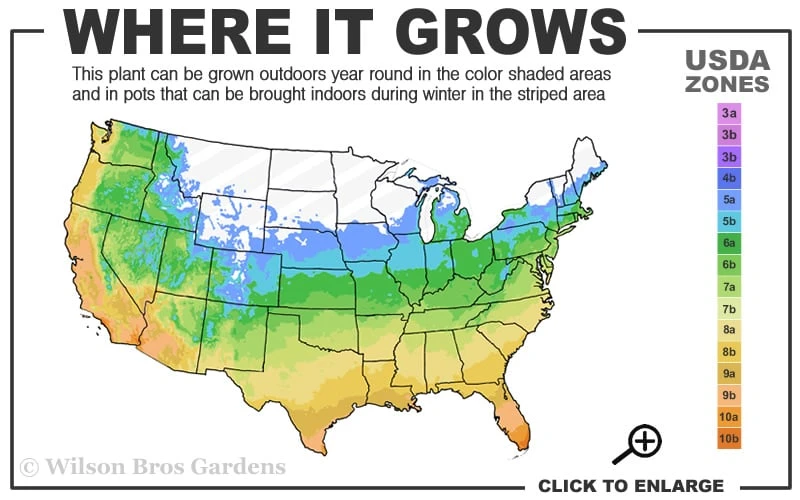 Tall Mondo Grass - 18 Count Flat Of Pint Pots 5 Tall Mondo Grass - 18 Count Flat Of Pint Pots - Image 3