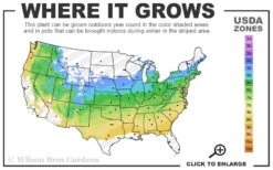 Green Velvet Boxwood - 1 Gallon Pot -Plant Lover House Shop 5a 8b 29