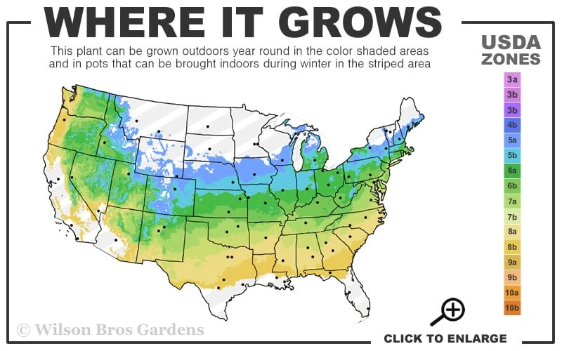 Nancy Of Robin Hill Azalea - 3 Gallon Pot 5 Nancy Of Robin Hill Azalea - 3 Gallon Pot - Image 3