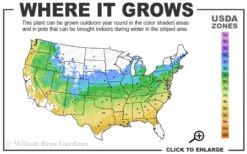 Yellow Bird Magnolia Tulip Tree - 3 Gallon Pot -Plant Lover House Shop 5a 9a