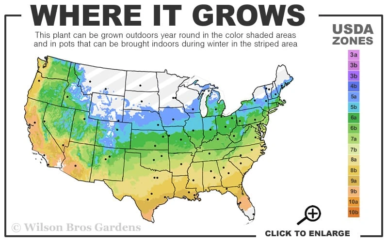 Little Kitten Dwarf Maiden Grass - Miscanthus Sinensis - 2 Gallon Pot 5 Little Kitten Dwarf Maiden Grass - Miscanthus Sinensis - 2 Gallon Pot - Image 3