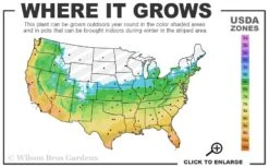 Big Blue Liriope (Lily Turf) - 1 Gallon Pot -Plant Lover House Shop 5b 11 12