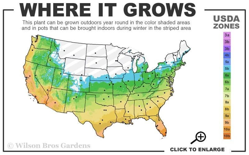 Brackens Brown Beauty Magnolia - 1 Gallon Pot 5 Brackens Brown Beauty Magnolia - 1 Gallon Pot - Image 3
