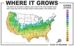 Graham Blandy Columnar Boxwood - 6 Pack Of 1 Gallon Pots 8 Graham Blandy Columnar Boxwood - 6 Pack Of 1 Gallon Pots -Plant Lover House Shop 5b 9b 4