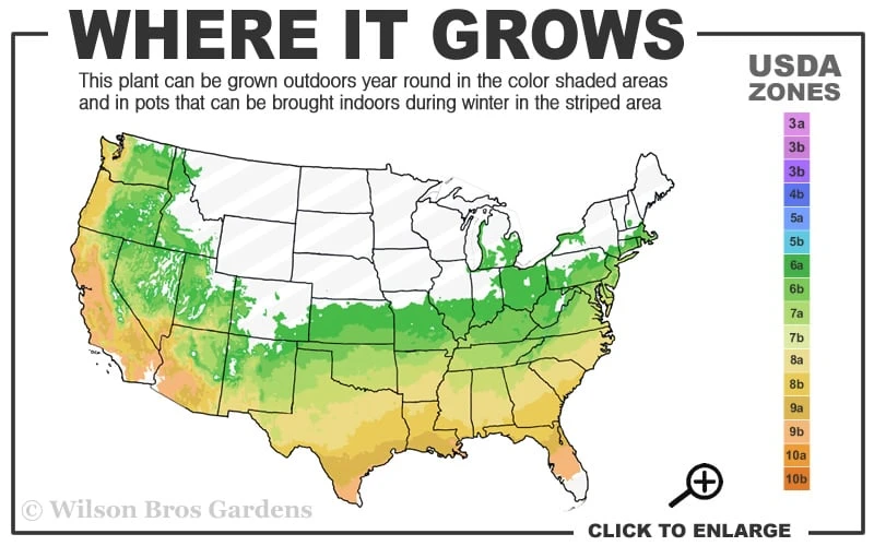 Eastern Snowball Viburnum Bush - 1 Gallon Pot 5 Eastern Snowball Viburnum Bush - 1 Gallon Pot - Image 3