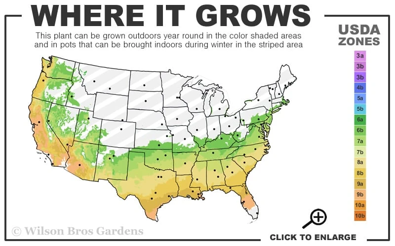 Perfecto Mundo Double Purple Reblooming Azalea - 2 Gallon Pot 5 Perfecto Mundo Double Purple Reblooming Azalea - 2 Gallon Pot - Image 3