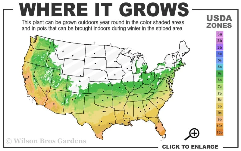 Ingelise English Ivy (Hedera) - 10 Pack Of 4" Pots 5 Ingelise English Ivy (Hedera) - 10 Pack Of 4" Pots - Image 3