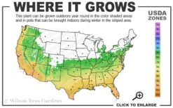 Leyland Cypress - 1 Gallon Pot 10 Leyland Cypress - 1 Gallon Pot -Plant Lover House Shop 6a 10a