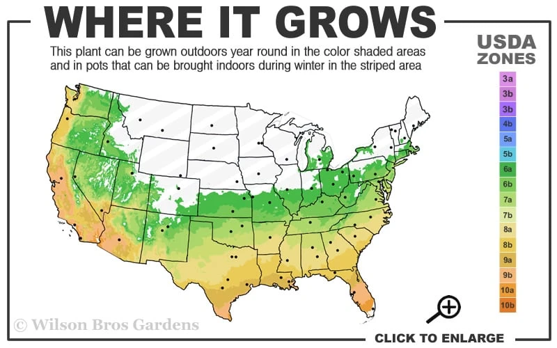 Summer Snow Gardenia - 3 Gallon Pot 5 Summer Snow Gardenia - 3 Gallon Pot - Image 3
