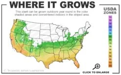 Saucy Strawberry Red Ice Plant (Delosperma) - 5 Pack Of Quart Pots -Plant Lover House Shop 6a 10b 7