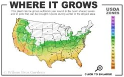 Silvery Sunproof Variegated Liriope - Lilyturf - 1 Gallon Pot -Plant Lover House Shop 6a 11 8