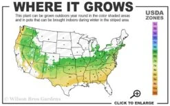 Dee Runk Columnar Boxwood - 2 Gallon Pot -Plant Lover House Shop 6a 8b 19