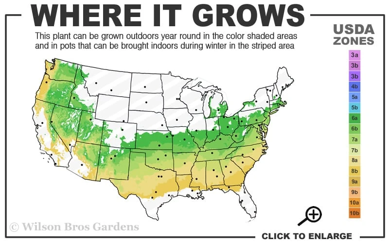 Coastal Azalea (Rhododendron Atlanticum) - 1 Gallon Pot 5 Coastal Azalea (Rhododendron Atlanticum) - 1 Gallon Pot - Image 3