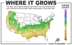 Sir Robert Dwarf Azalea - 1 Gallon Pot 10 Sir Robert Dwarf Azalea - 1 Gallon Pot -Plant Lover House Shop 6a 9a 3