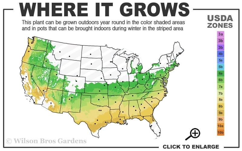 Sir Robert Dwarf Azalea - 1 Gallon Pot 5 Sir Robert Dwarf Azalea - 1 Gallon Pot - Image 3