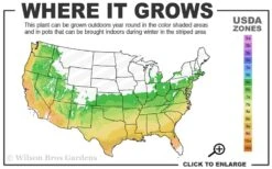 High Tide Aromi Azalea (Deciduous Rhododendron Hybrid) - 3 Gallon Pot -Plant Lover House Shop 6a 9b 125