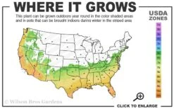 Arctic Dawn Cold Hardy Pink Camellia Hybrid - 1 Gallon Pot -Plant Lover House Shop 6b 10a