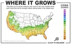 Fortune's Cold Hardy Tea Olive (Fragrant Osmanthus) - 6 Pack Of 1 Gallon Pots -Plant Lover House Shop 6b 10b 16