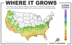 Heaven Scent Gardenia - 6 Pack Of 1 Gallon Pots -Plant Lover House Shop 6b 9b 48