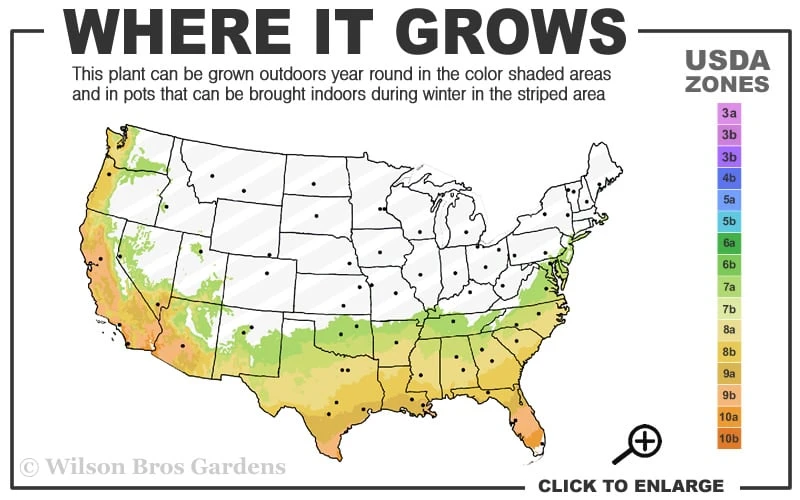 Deodar Cedar - 5 Gallon Pot (4-5') 5 Deodar Cedar - 5 Gallon Pot (4-5') - Image 3