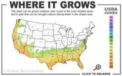 Deodar Cedar - 3 Gallon Pot -Plant Lover House Shop 7a 10a 2