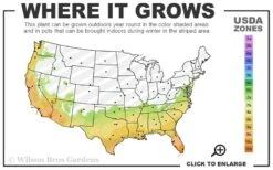 Otome Pink Camellia Japonica - 3 Gallon Pot -Plant Lover House Shop 7a 10b 153