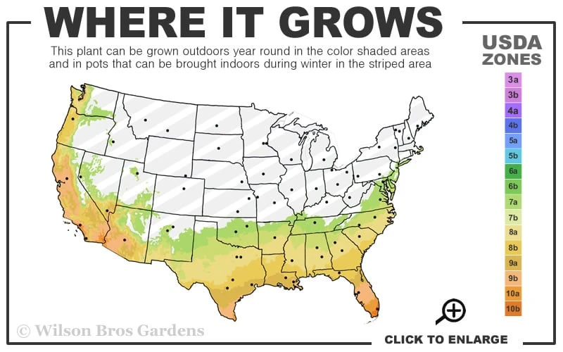 Dwarf Green Aucuba - Japanese Laurel - 1 Gallon Pot 5 Dwarf Green Aucuba - Japanese Laurel - 1 Gallon Pot - Image 3