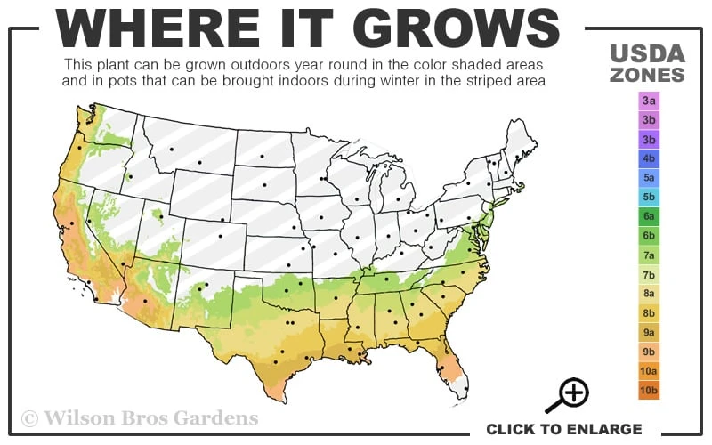 Blue Ice Arizona Cypress - 7 Gallon Pot (4-5') 5 Blue Ice Arizona Cypress - 7 Gallon Pot (4-5') - Image 3