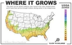 Moonlit Lace Viburnum - 3 Gallon Pot -Plant Lover House Shop 7a 9b thumbnail 1
