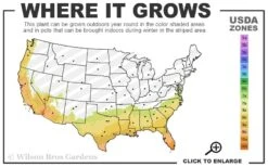 Lady Cavendish Azalea - 1 Gallon Pot 9 Lady Cavendish Azalea - 1 Gallon Pot -Plant Lover House Shop 7b 10b 18