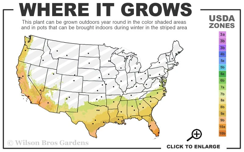 George L. Taber Southern Indica Azalea - 1 Gallon Pot 5 George L. Taber Southern Indica Azalea - 1 Gallon Pot - Image 3