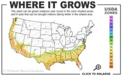 Parvilimba Camellia - 5 Gallon Pot -Plant Lover House Shop 7b 9b 1