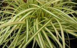 Evergold Japanese Sedge (Carex Hachijoensis) - 5 Pack Of Quart Pots -Plant Lover House Shop 8275 evergold carex 1