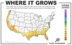 Fatsia Japonica (Japanese Aralia / Glossy Paper Plant) - 7 Gallon Pot -Plant Lover House Shop 8a 11 22