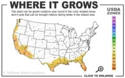 White African Iris - Fortnight Lily - Dietes Iridioides - 1 Gallon Pot -Plant Lover House Shop 8b 11 1