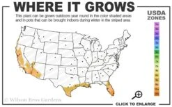 Blue Podocarpus Yew - 7 Gallon Pot -Plant Lover House Shop 9a 11