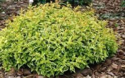 Kaleidoscope Dwarf Abelia - 3 Gallon Pot 14 Kaleidoscope Dwarf Abelia - 3 Gallon Pot -Plant Lover House Shop Abelia Kaleidoscope Mid Spring Color 51 1